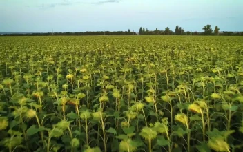 Stock Video Huge Field Full Of Sunflowers Animated Wallpaper
