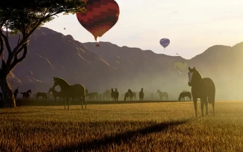Stock Video Hot Air Balloons Over Wild Horses In Nature Animated Wallpaper