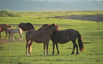 Stock Video Horses Scratching Each Other Animated Wallpaper