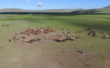 Stock Video Horses Running On A Large Green Valley Smal Animated Wallpaper