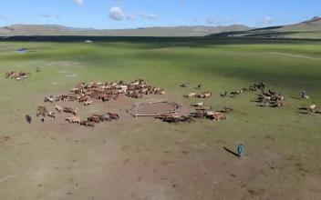 Stock Video Horses Running On A Large Green Valley Animated Wallpaper