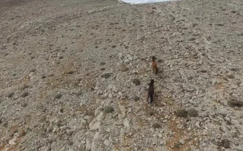 Stock Video Horses Running In Slow Motion On A Rocky Valley Animated Wallpaper
