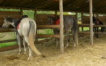 Stock Video Horses Parked On The Stable Animated Wallpaper