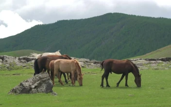 Stock Video Horses Grazing In The Plain Animated Wallpaper