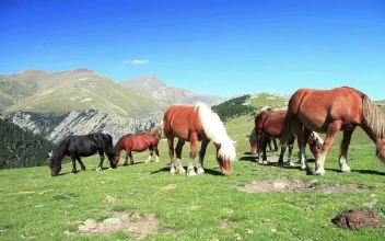 Stock Video Horses Feeding In A Farrowing Pen On A Mountain Range Animated Wallpaper