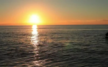 Stock Video Horse Swimming At Sunset Animated Wallpaper