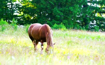 Stock Video Horse Feeding In A Meadow Animated Wallpaper