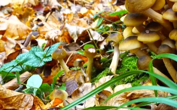 Stock Video Honey Fungus Growing On The Floor Animated Wallpaper