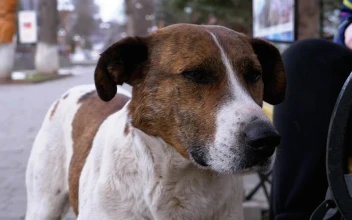 Stock Video Homeless Sad Dog Portrait Animated Wallpaper