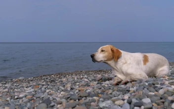Stock Video Homeless Sad Dog By The Sea Animated Wallpaper