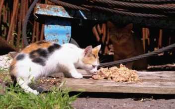 Stock Video Homeless Little Kitten Eating Animated Wallpaper