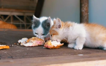 Stock Video Homeless Kittens Eating On The Street Animated Wallpaper