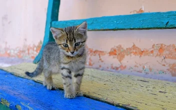 Stock Video Homeless Gray Kitten Is Walking On The Street Animated Wallpaper