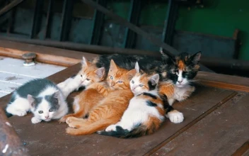 Stock Video Homeless Cats On A Wooden Door Animated Wallpaper
