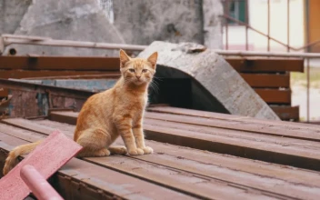 Stock Video Homeless Cat Standing On The Landfill Animated Wallpaper