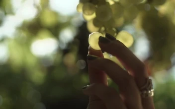 Stock Video Holding A Grape Against The Light Animated Wallpaper