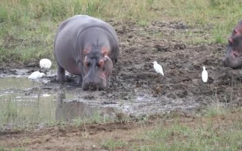 Stock Video Hippos Resting In The Mud Animated Wallpaper