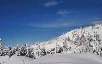 Stock Video Hill Covered With Snow And Pine Animated Wallpaper