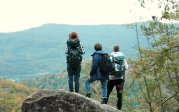 Stock Video Hikers Admire The Forest Valley Landscape View Animated Wallpaper