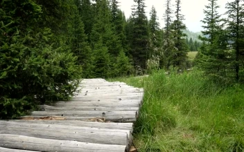 Stock Video Hiker Woman Going Through A Wooden Path Animated Wallpaper