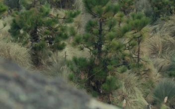 Stock Video High View Of Young People Hiking Animated Wallpaper