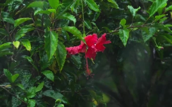 Stock Video Hibiscus Flower Under Heavy Rain Animated Wallpaper