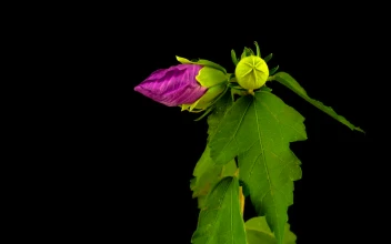 Stock Video Hibiscus Flower Opening Animated Wallpaper