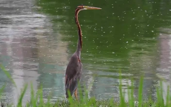 Stock Video Heron Standing At The Edge Of A Pool Animated Wallpaper