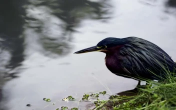 Stock Video Heron Sitting By The Edge Of A Lake Animated Wallpaper