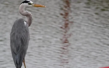 Stock Video Heron Looking Around At The Side Of A Lake Animated Wallpaper