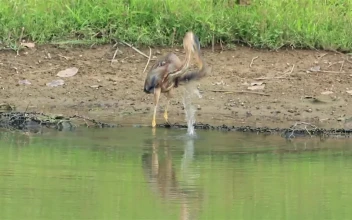 Stock Video Heron Drinking By A Lake Animated Wallpaper