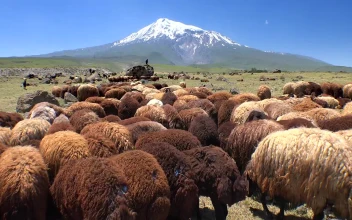 Stock Video Herd Of Sheep In The Mountain Valley Animated Wallpaper
