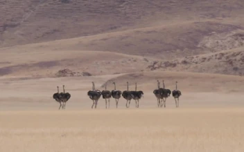 Stock Video Herd Of Ostrich Running On A Dry Savanna Animated Wallpaper
