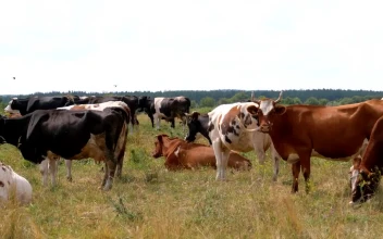 Stock Video Herd Of Cows Standing In The Countryside Animated Wallpaper