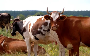 Stock Video Herd Of Cows In The Countryside Animated Wallpaper