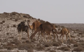Stock Video Herd Of Camels In A Sandy Desert With Dunes Animated Wallpaper