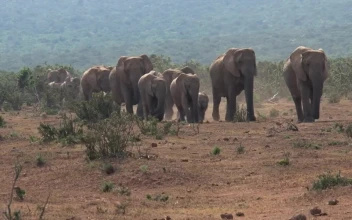 Stock Video Herd Of African Elephants Walking On The Savanna Animated Wallpaper