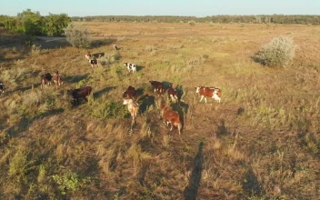 Stock Video Herd Cows Grazing In The Meadow Animated Wallpaper
