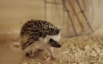 Stock Video Hedgehog Pet Running Animated Wallpaper