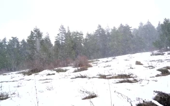Stock Video Heavy Snow Falling In The Forest Animated Wallpaper