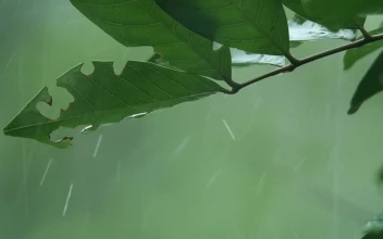 Stock Video Heavy Rainfall Through Leaves Animated Wallpaper