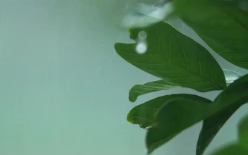 Stock Video Heavy Rainfall In The Garden Animated Wallpaper