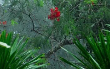 Stock Video Heavy Rain In Tropical Forest Animated Wallpaper