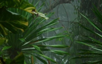 Stock Video Heavy Rain In The Tropical Forest Animated Wallpaper