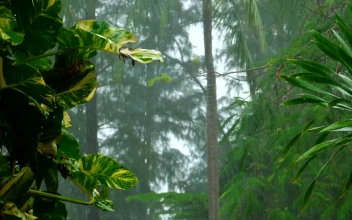Stock Video Heavy Rain In Slow Motion On The Tropical Forest Animated Wallpaper