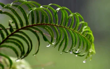 Stock Video Heavy Rain Falling On A Fern Animated Wallpaper
