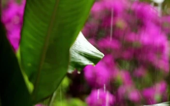 Stock Video Heavy Rain Falling Across Wildflowers Animated Wallpaper