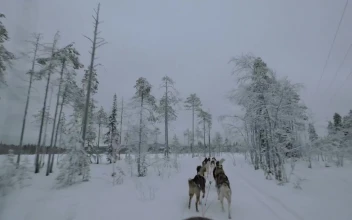 Stock Video Heading Deep Into A Winter Forest Animated Wallpaper