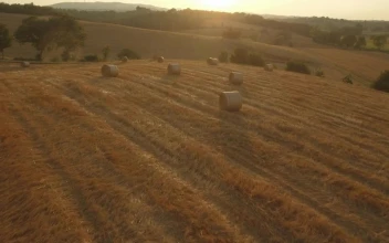 Stock Video Hay Rolls In An Agriculture Field At Sunset Animated Wallpaper