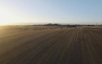 Stock Video Hay Bales Across A Field Animated Wallpaper